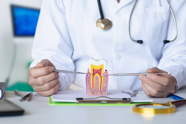 Best Emergency Dental Care for Broken or Chipped Teeth in Berwick, LA